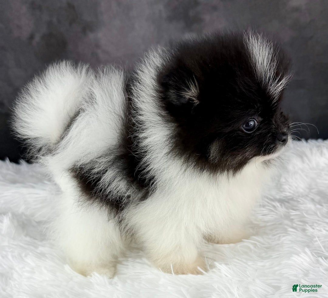 Pomeranian dogs for sale: Tiny Tim AKC - Ad 2