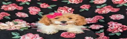 Cavapoo dogs for sale: Susanna - Ad 6
