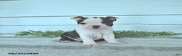 Boston Terrier dogs for sale: Naveen - Ad 12