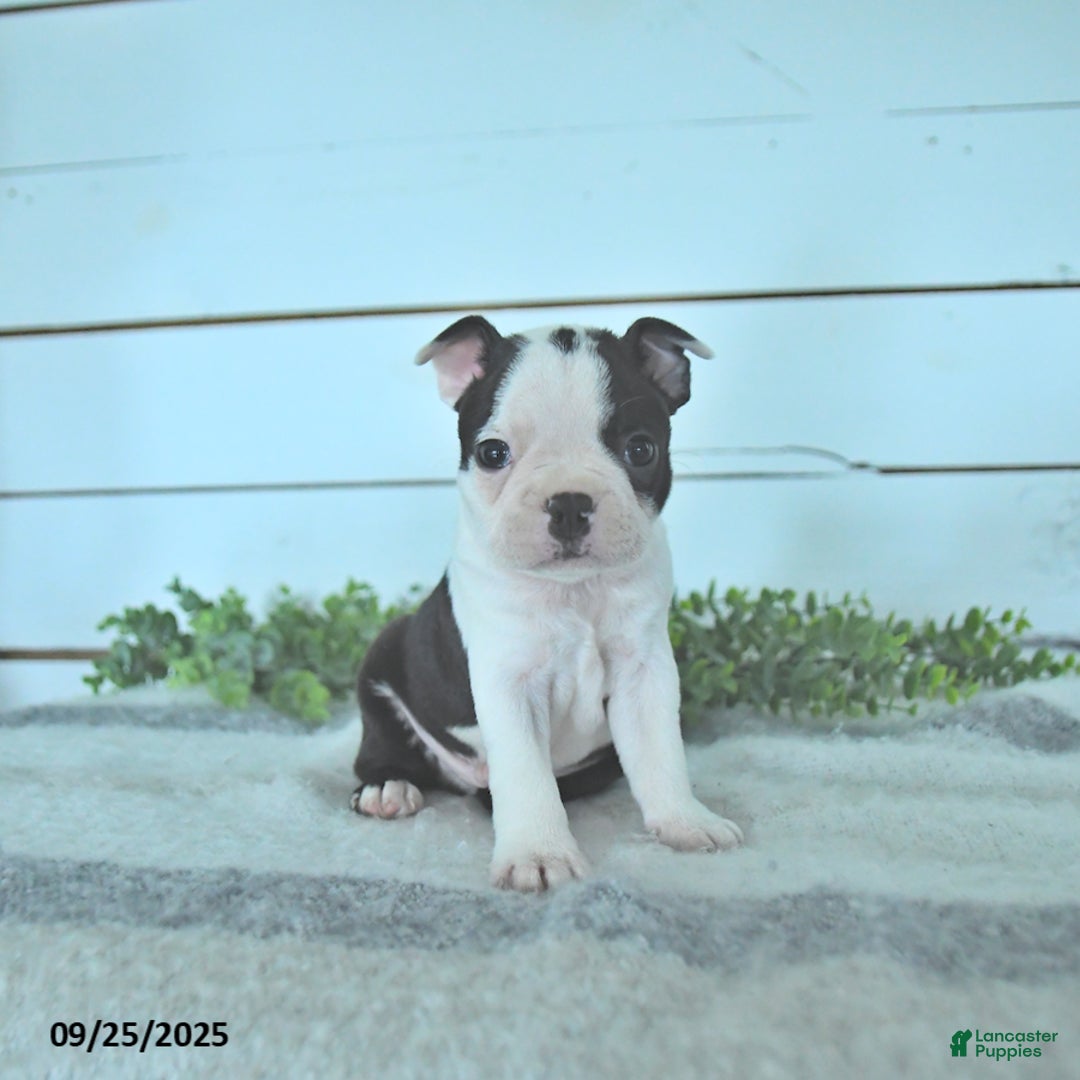 Boston Terrier dogs for sale: Naveen - Ad 12