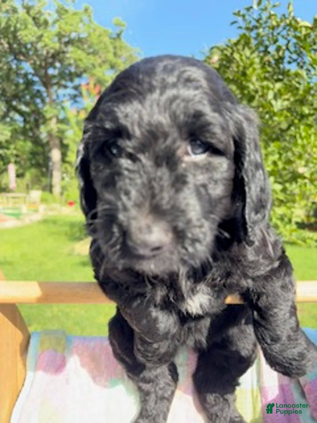 Goldendoodle dogs for sale: Sunshine - Ready for Delivery - Ad 2