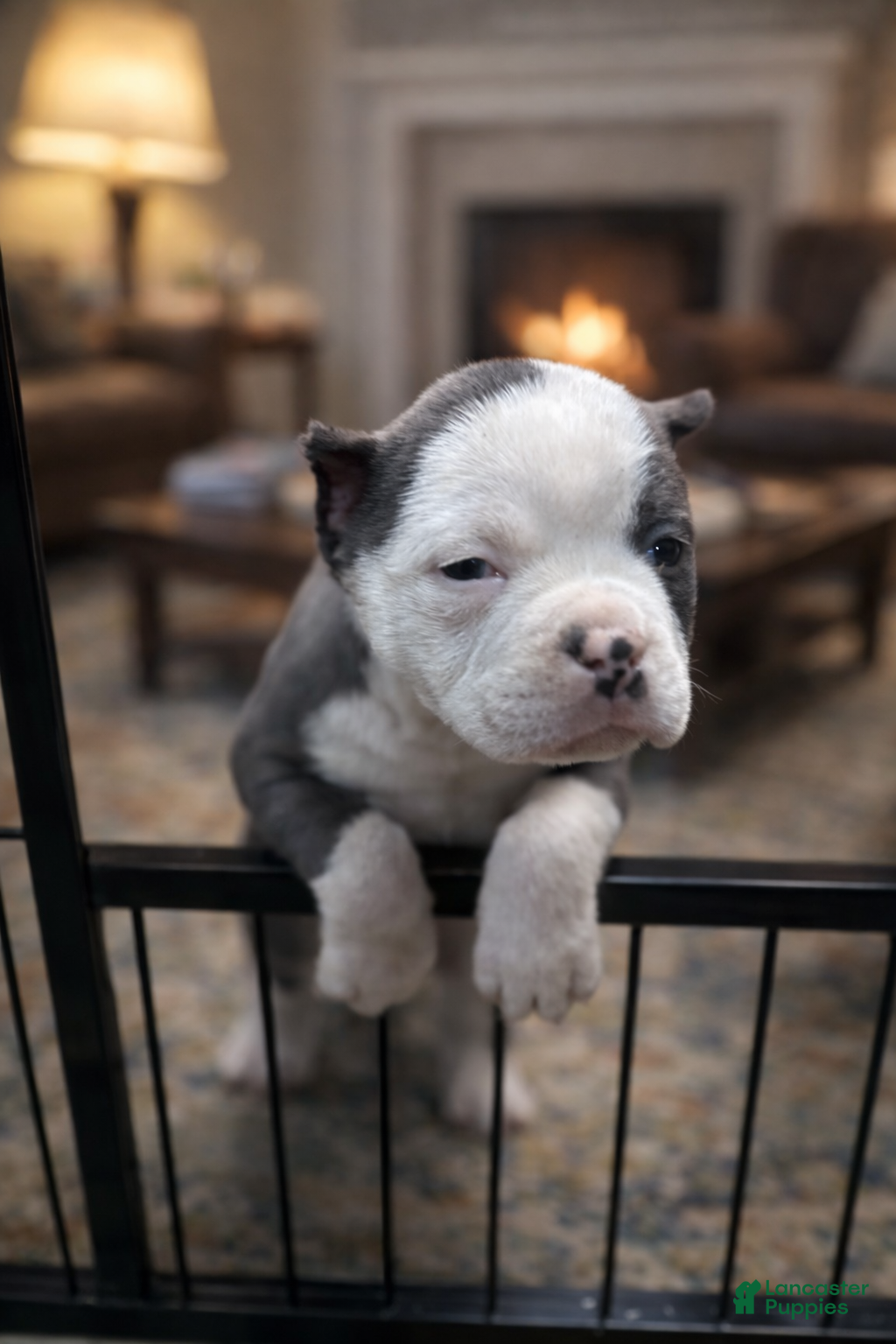 American Bully dogs American Bully Puppy 1 - Ad 16