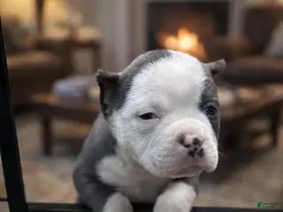 American Bully dogs American Bully Puppy 1 - Ad 16