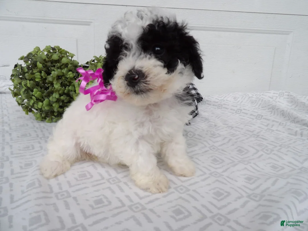 Gallery Image {{count}}