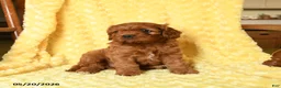 Cavapoo dogs for sale: Snoopy - Ad 4