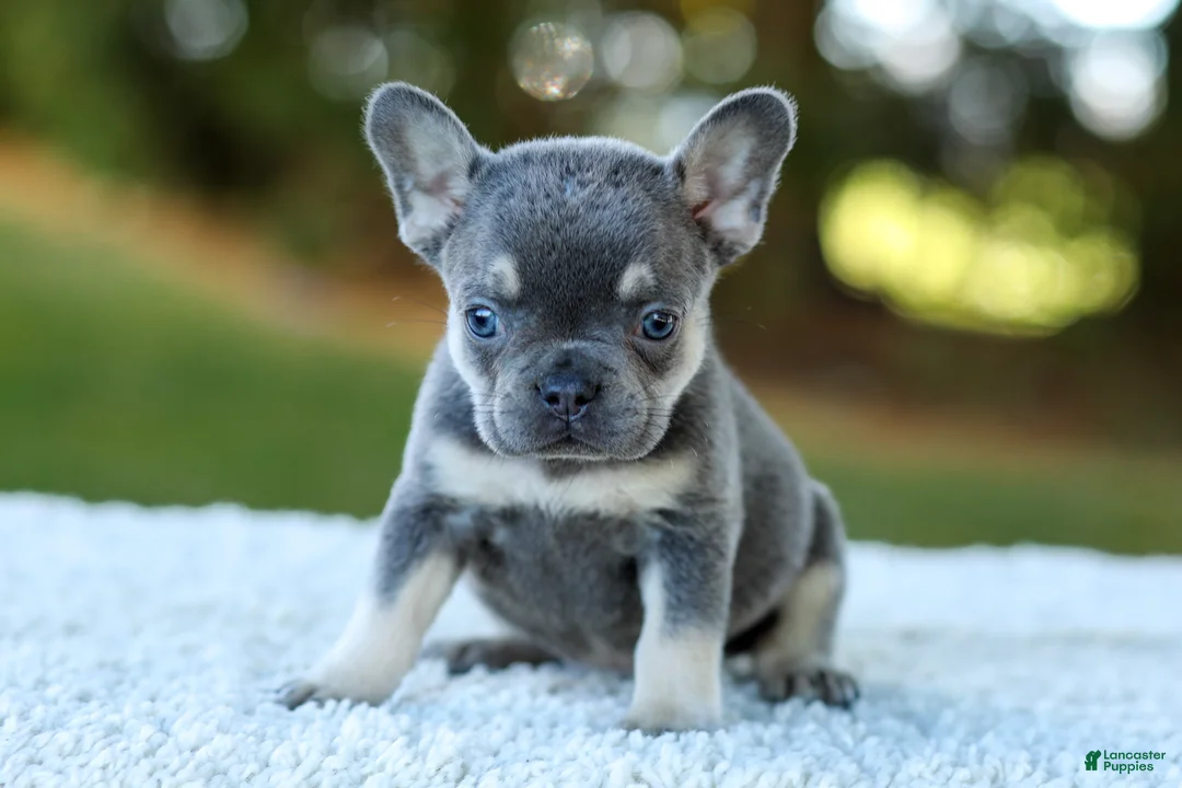 French Bulldog dogs for sale: Casper - Blue & Tan - Ad 2