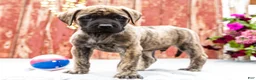 English Mastiff dogs for sale: Malcom - Ad 6