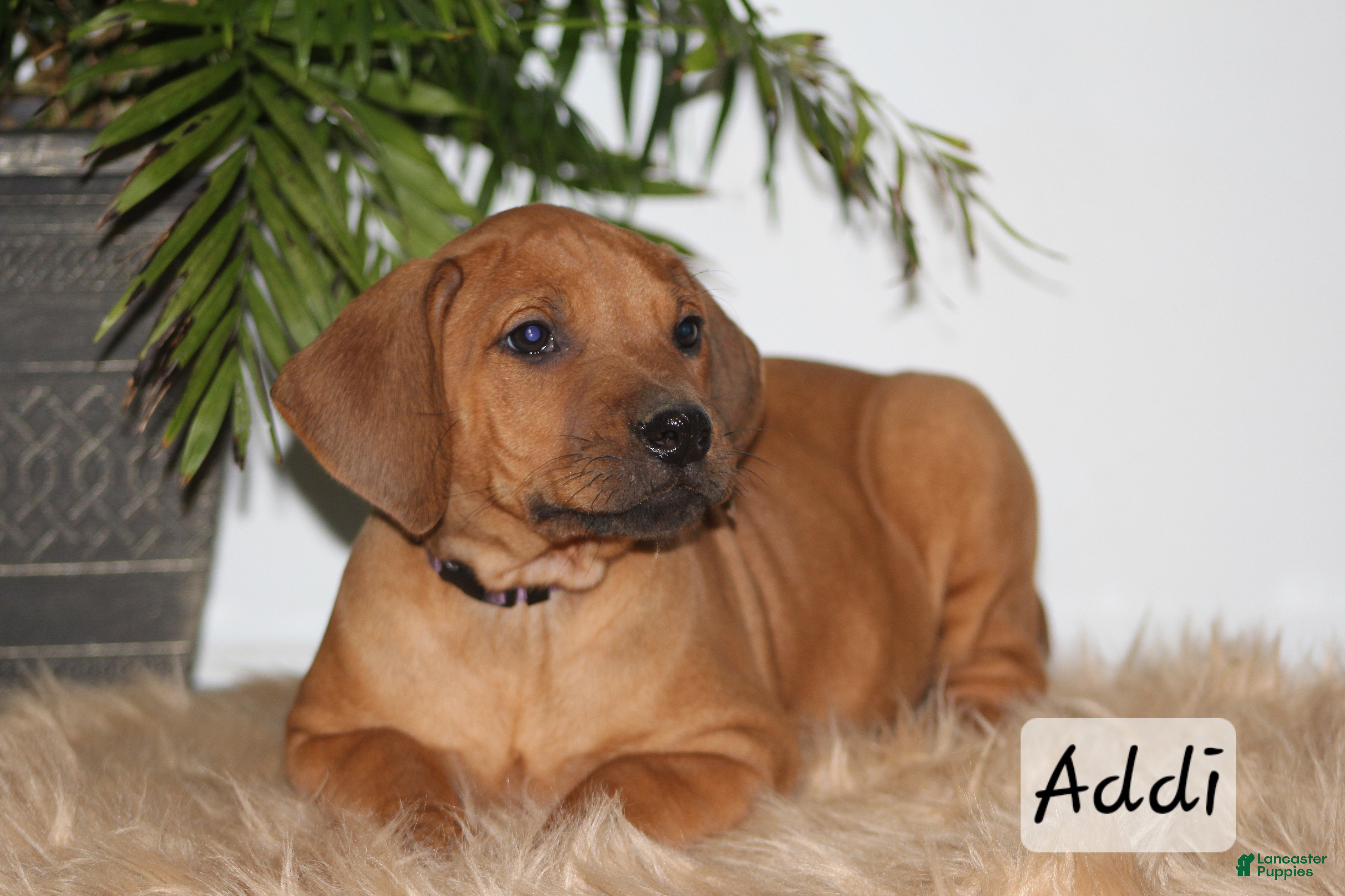 Rhodesian Ridgeback dogs Rhodesian Ridgeback Puppy 5 - Ad 15