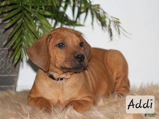 Rhodesian Ridgeback dogs Rhodesian Ridgeback Puppy 5 - Ad 15