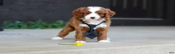 Cavapoo dogs for sale: Bruno - Ad 9