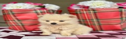 Pomeranian dogs for sale: Frosty - Ad 4