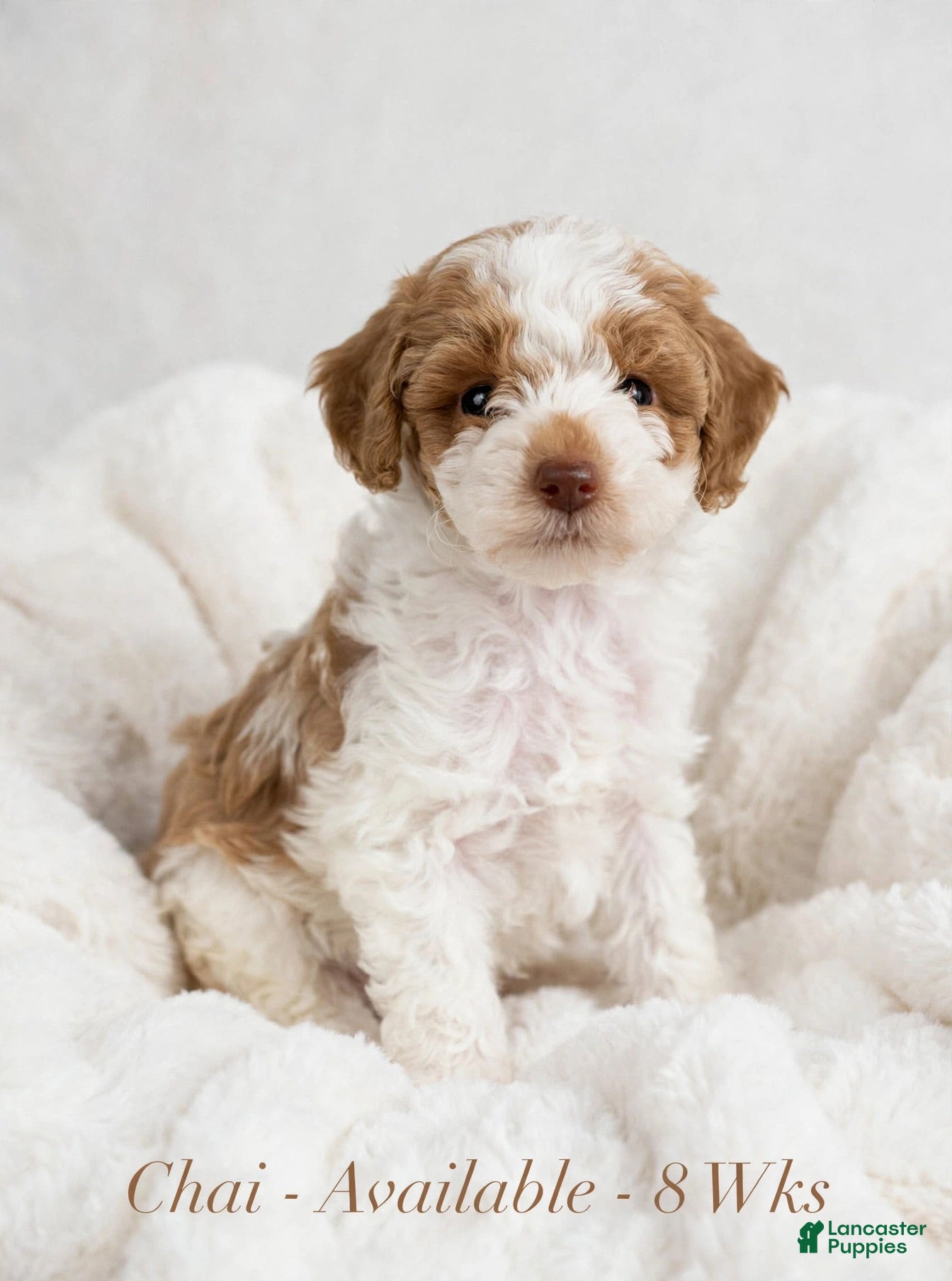Miniature Poodle dogs Chai - Ad 1