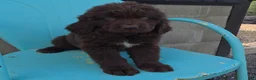 Newfoundland dogs for sale: Rose - Ad 6