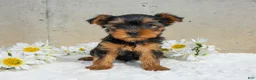 Yorkshire Terrier dogs for sale: Jazzy - Ad 1