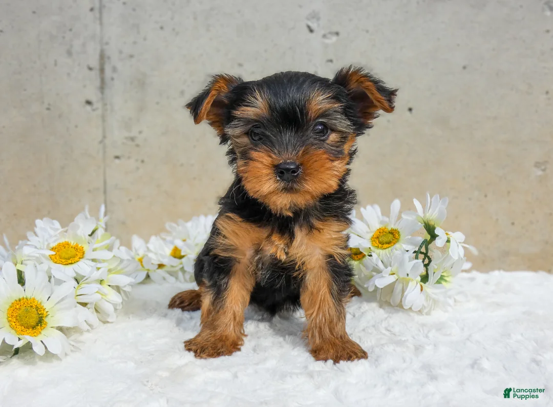 Yorkshire Terrier dogs for sale: Jazzy - Ad 1