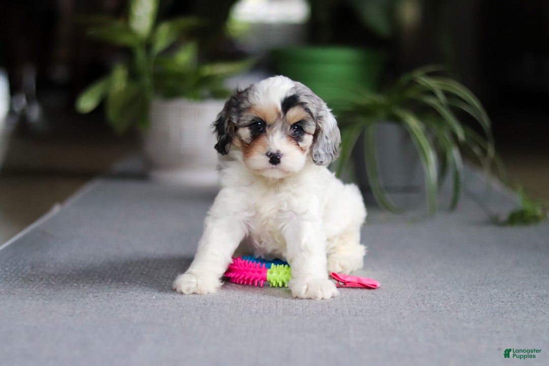 Cavapoo dogs for sale: Miley - Ad 5
