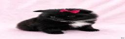 Pomeranian dogs for sale: Pomeranian 1 - Ad 4