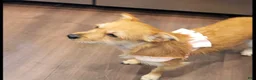 Mixed Breed dogs for sale: Mixed Breed 1 - Ad 9