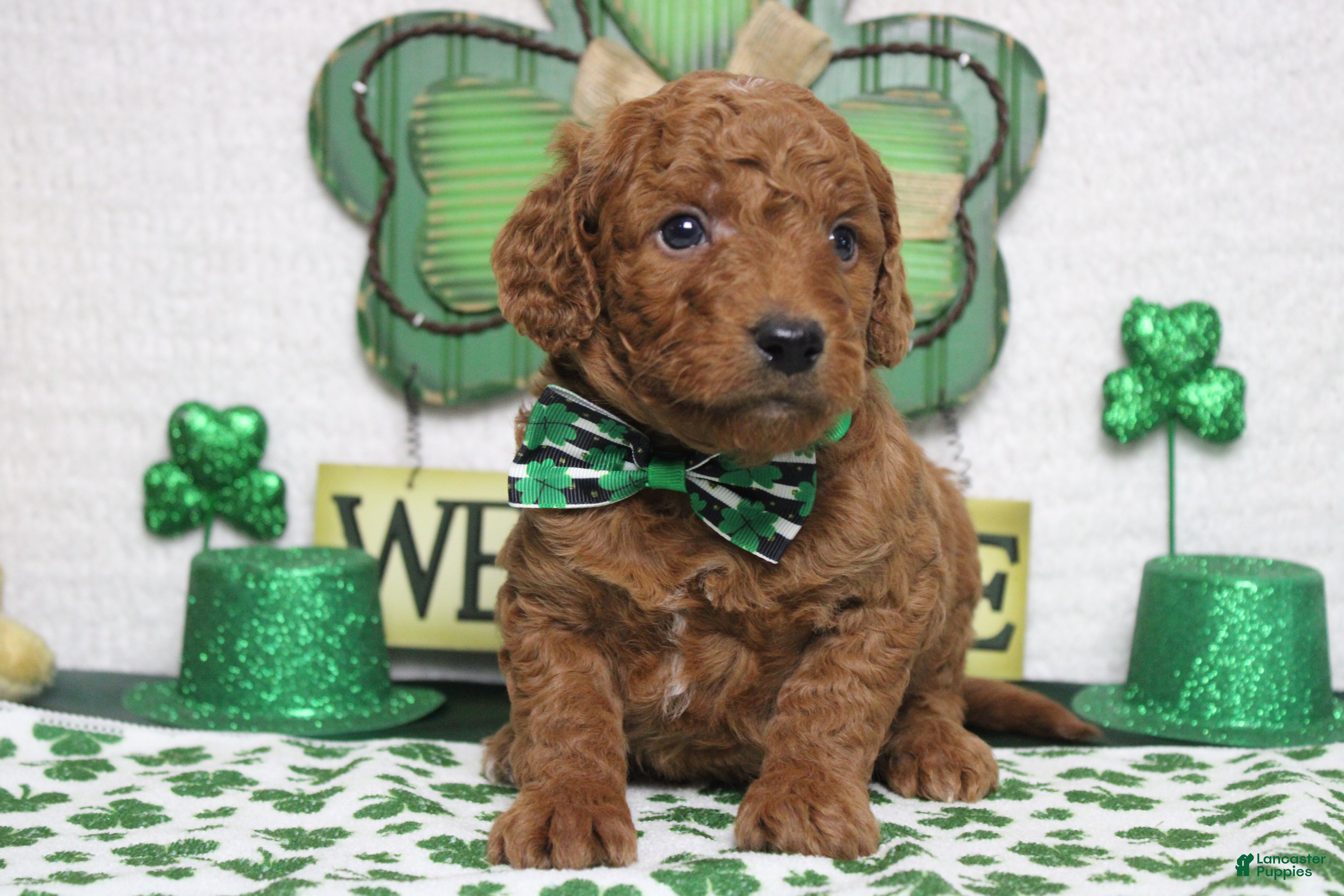 Goldendoodle dogs Sprite  - Ad 7