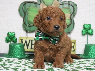 Goldendoodle dogs Sprite - Ad 7