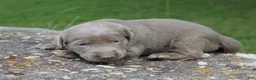 Labrador Retriever dogs for sale: Alley - Ad 3