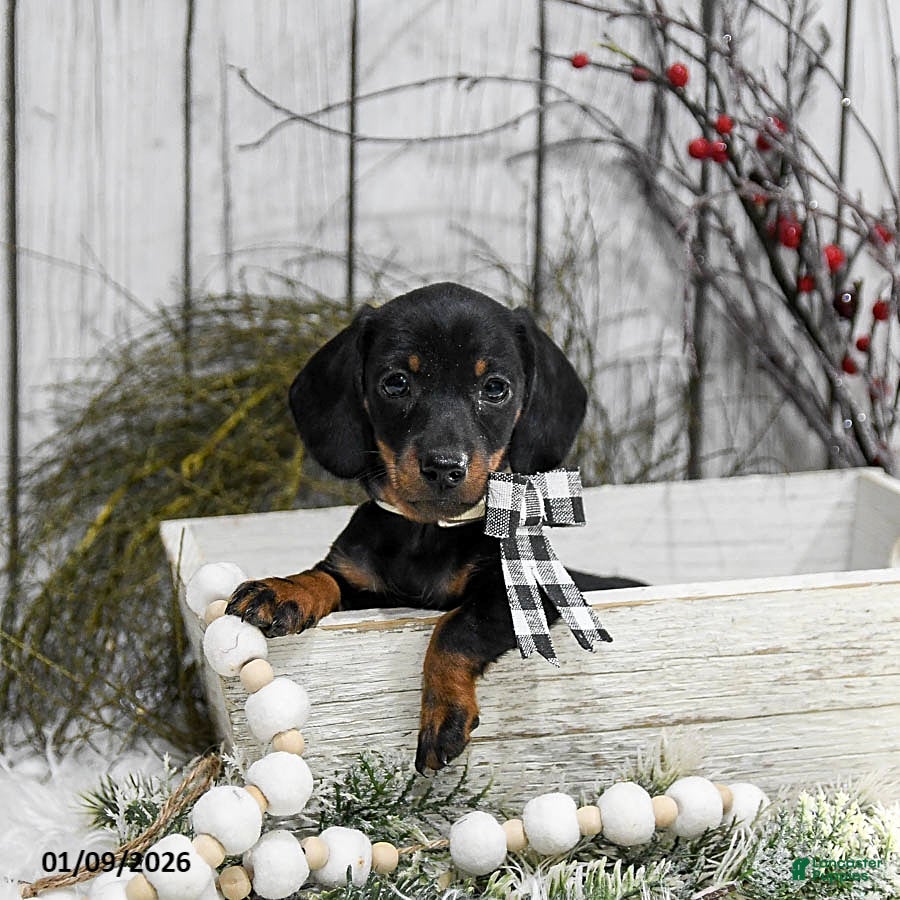 Miniature Dachshund dogs Abby - Ad 28
