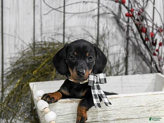 Miniature Dachshund dogs Abby - Ad 28