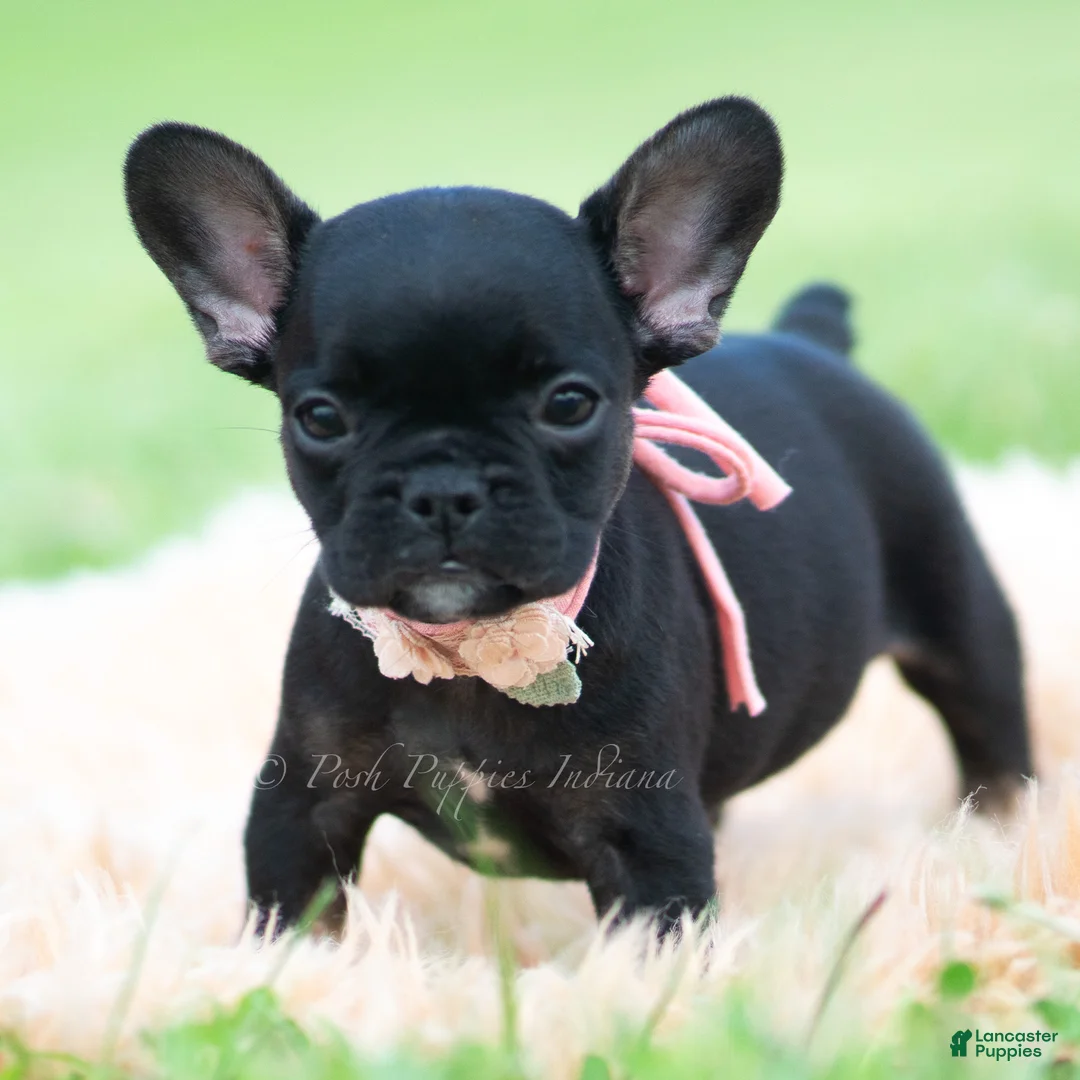 French Bulldog dogs for sale: Sweet Pepper - Ad 2