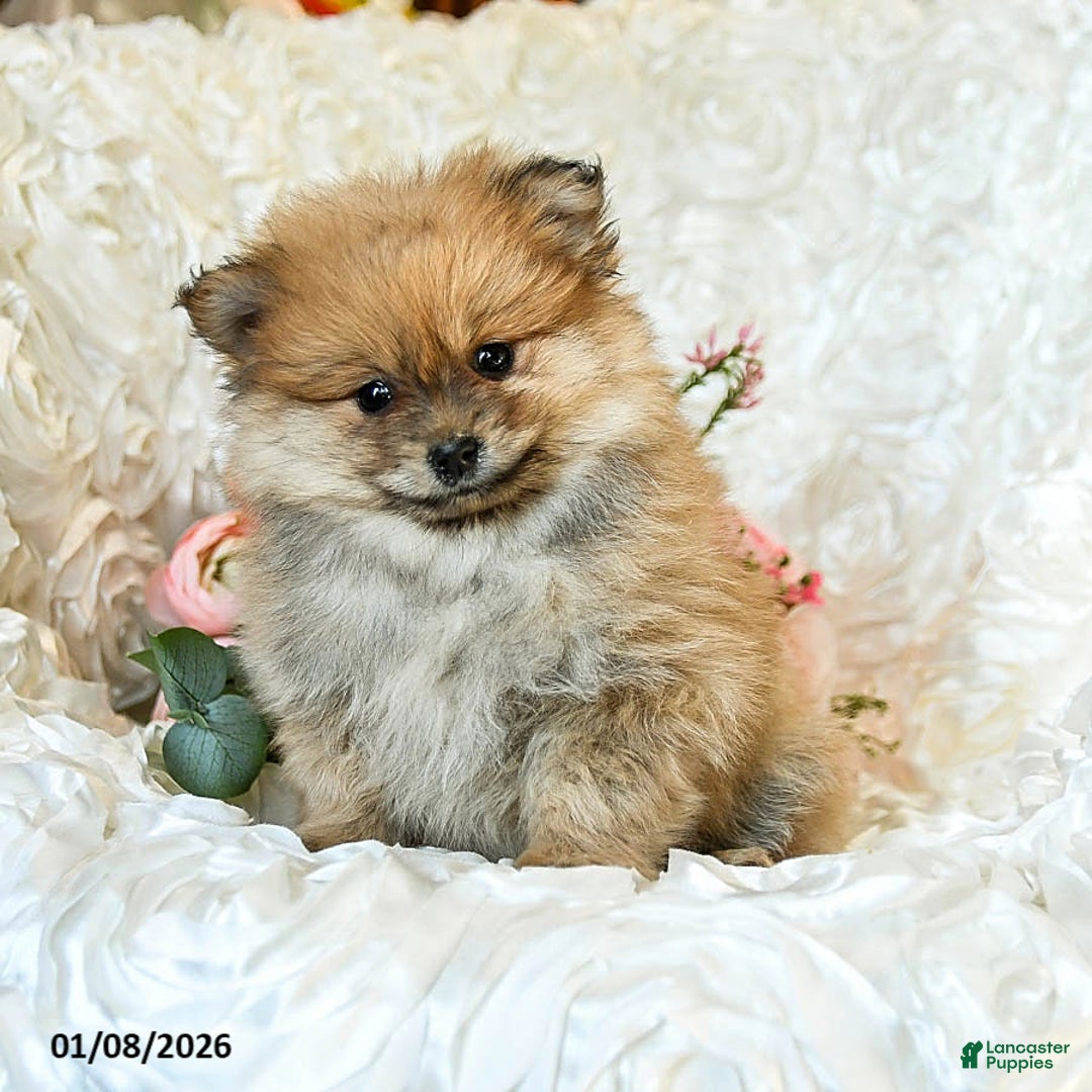 Pomeranian dogs for sale: Rusty - Ad 2