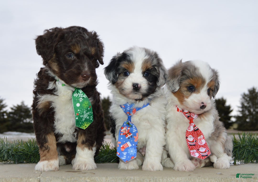 Mini Aussiedoodle dogs for sale: Toy Angel - Ad 21