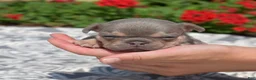 French Bulldog dogs for sale: Ricotta - Ad 4