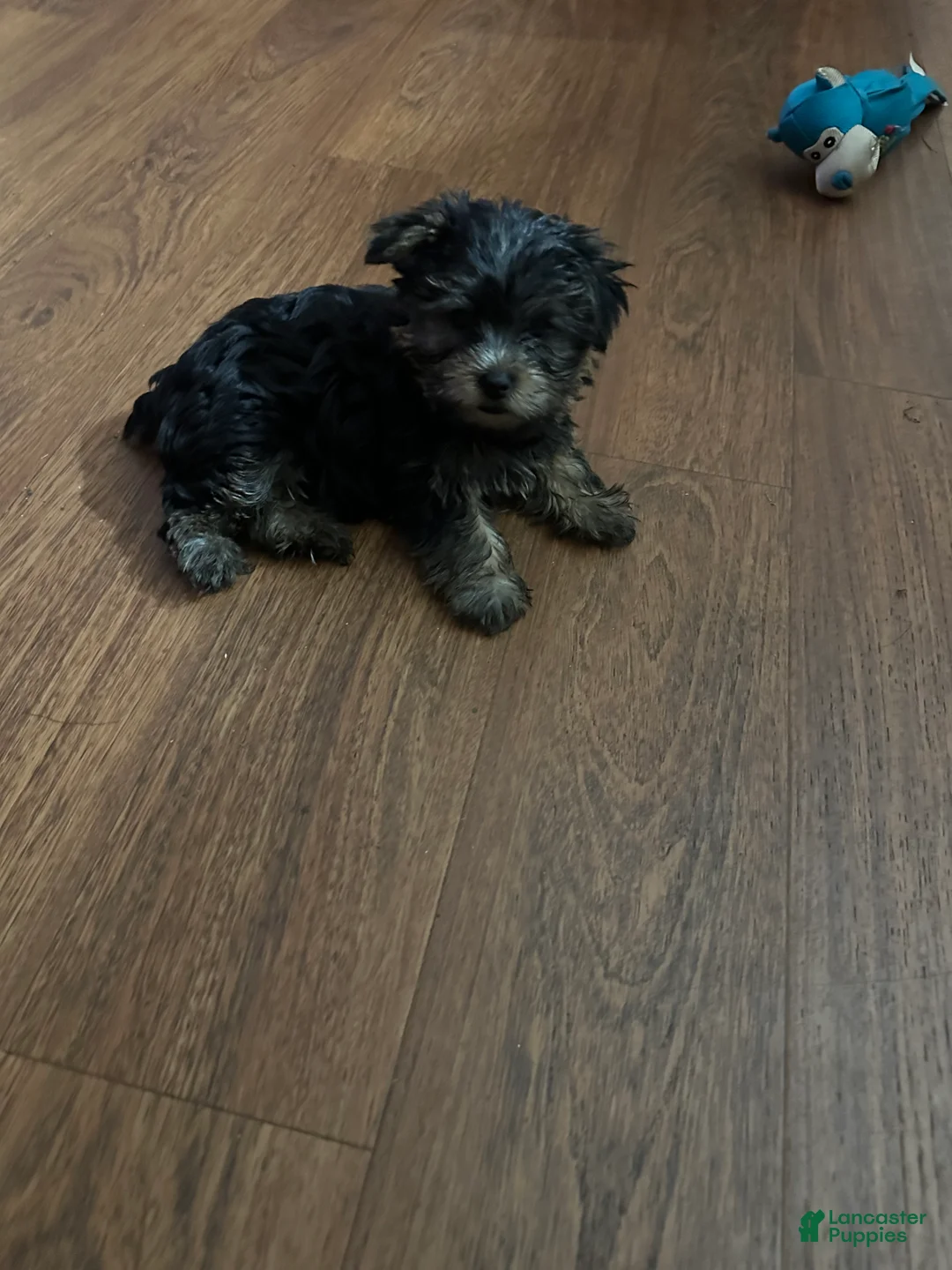 Yorkshire Terrier dogs for sale: Yorkshire Terrier Puppy 3 - Ad 2