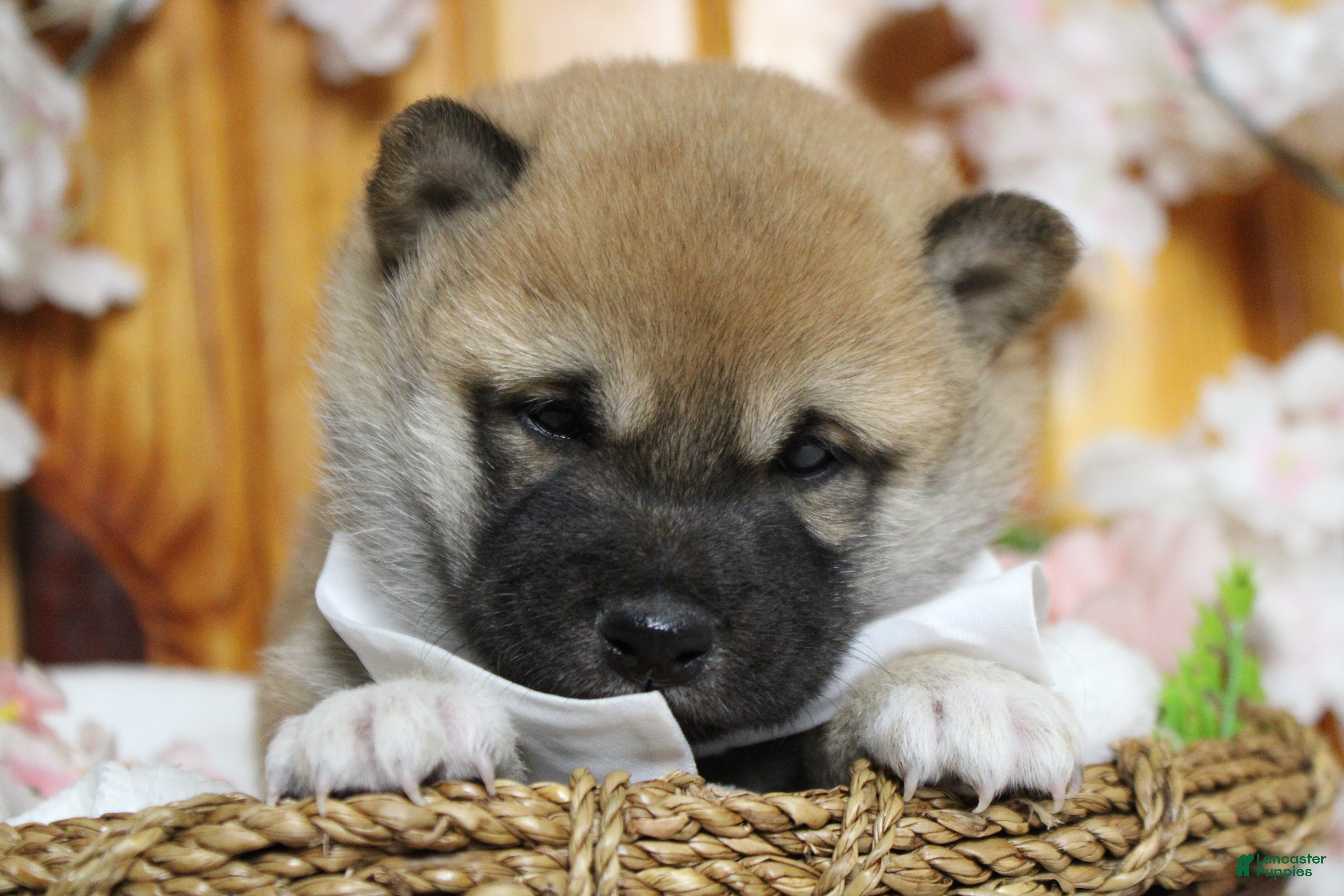 Shiba Inu dogs Dylan  - Ad 2