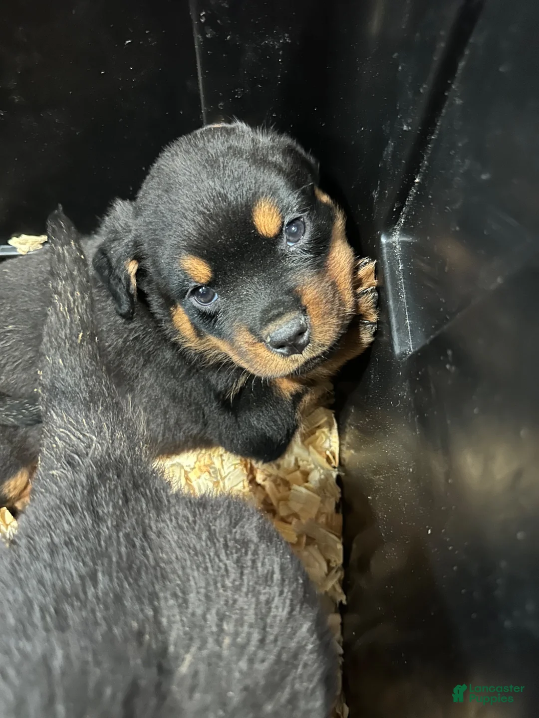 Rottweiler dogs for sale: Rottweiler 1 - Ad 8