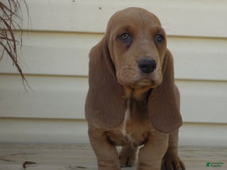 Basset Hound dogs - Ad 13