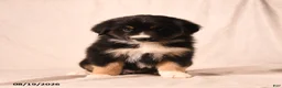 Miniature Australian Shepherd dogs for sale: Piper - Ad 5