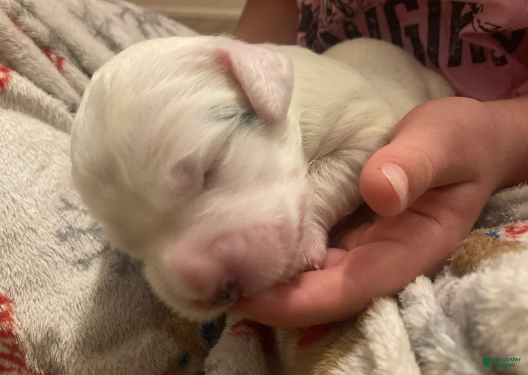 English Setter dogs for sale: Marlin - Ad 3