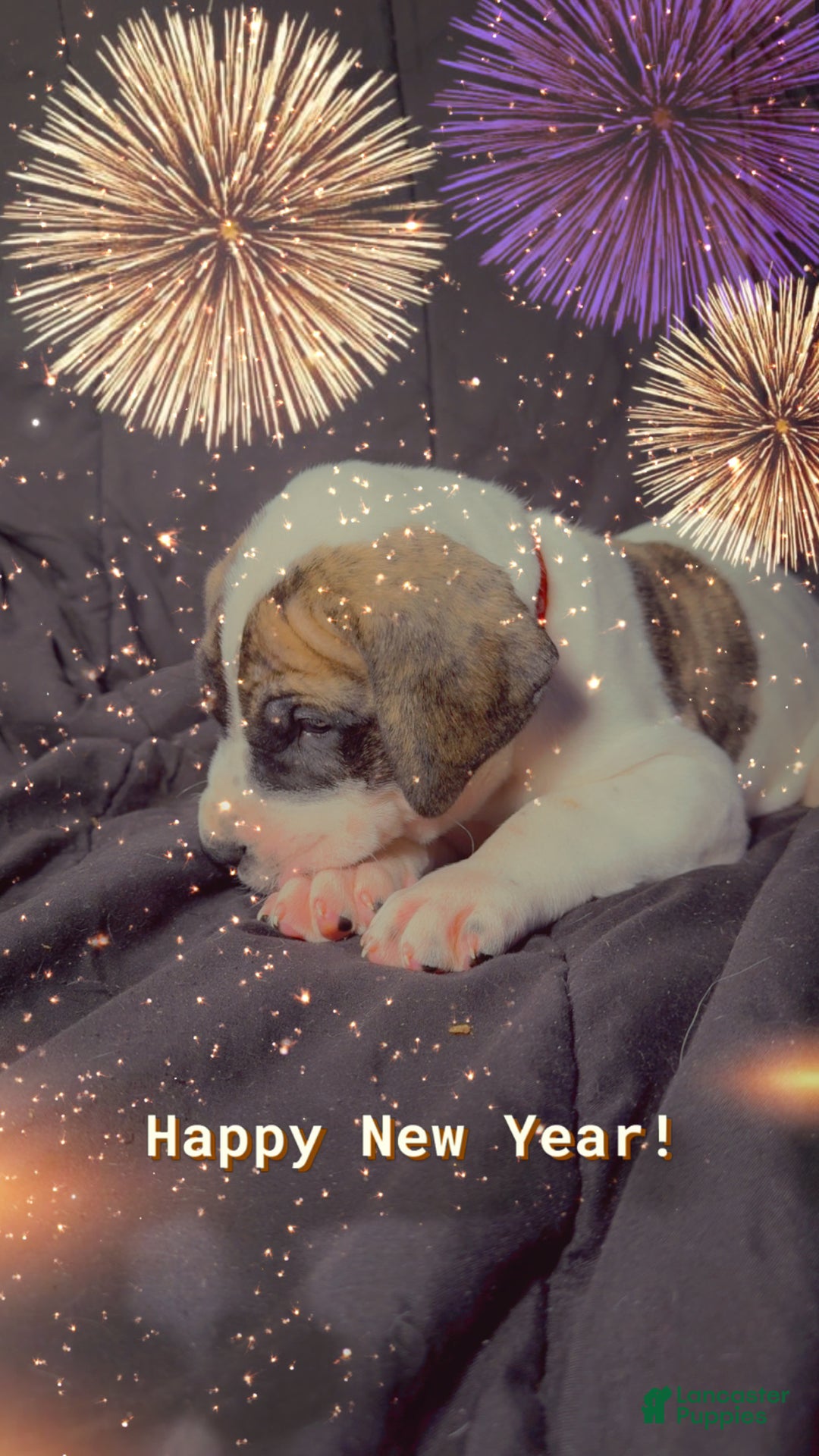 Great Dane dogs for sale: Howard - Ad 6