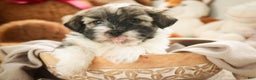 Havanese dogs for sale:  Snickerdoodle - Ad 6