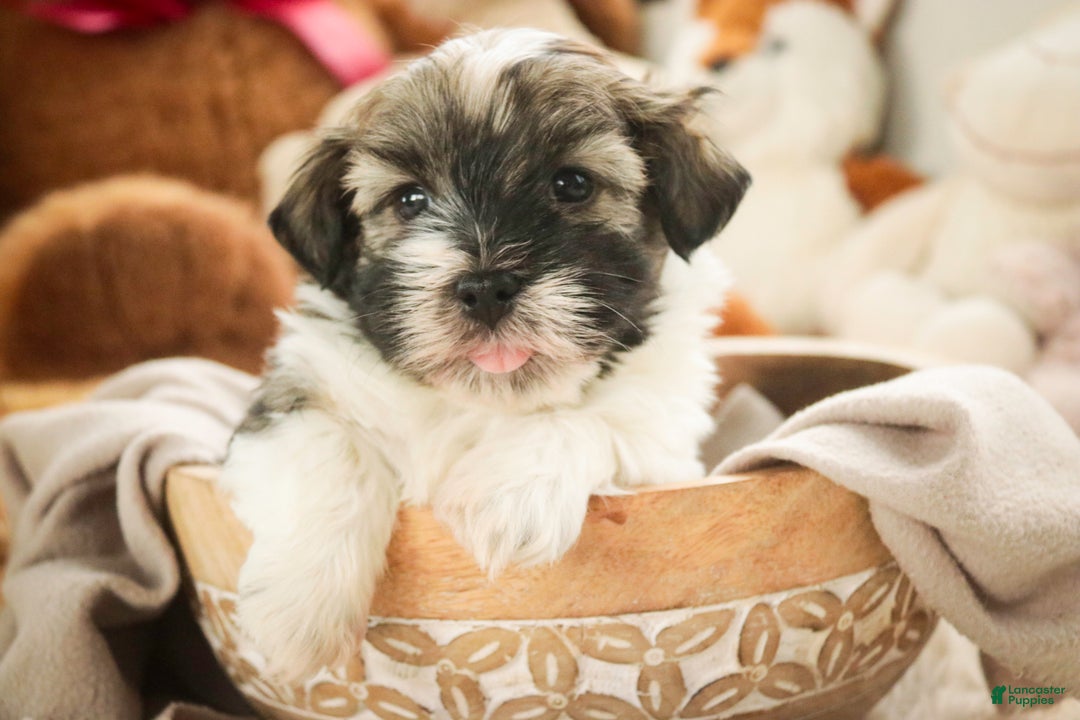 Havanese dogs for sale:  Snickerdoodle - Ad 6
