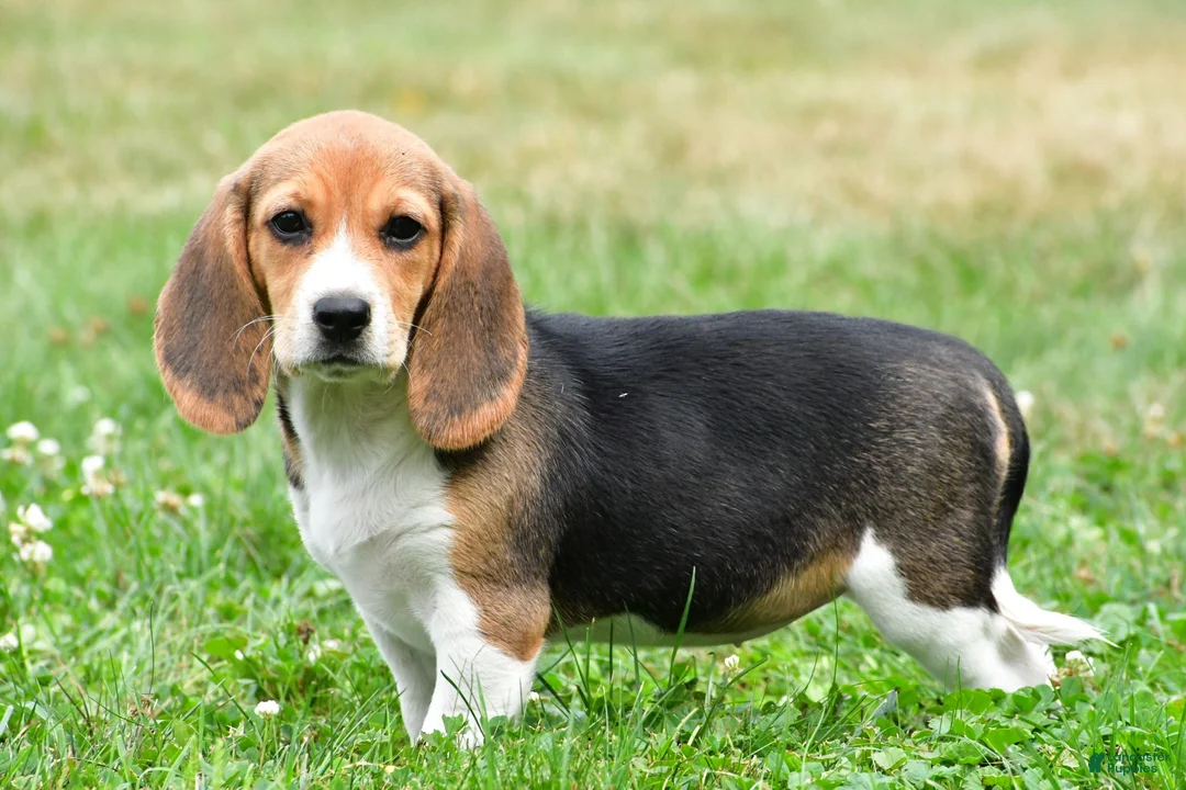 Beagle dogs for sale: Polly - Ad 8