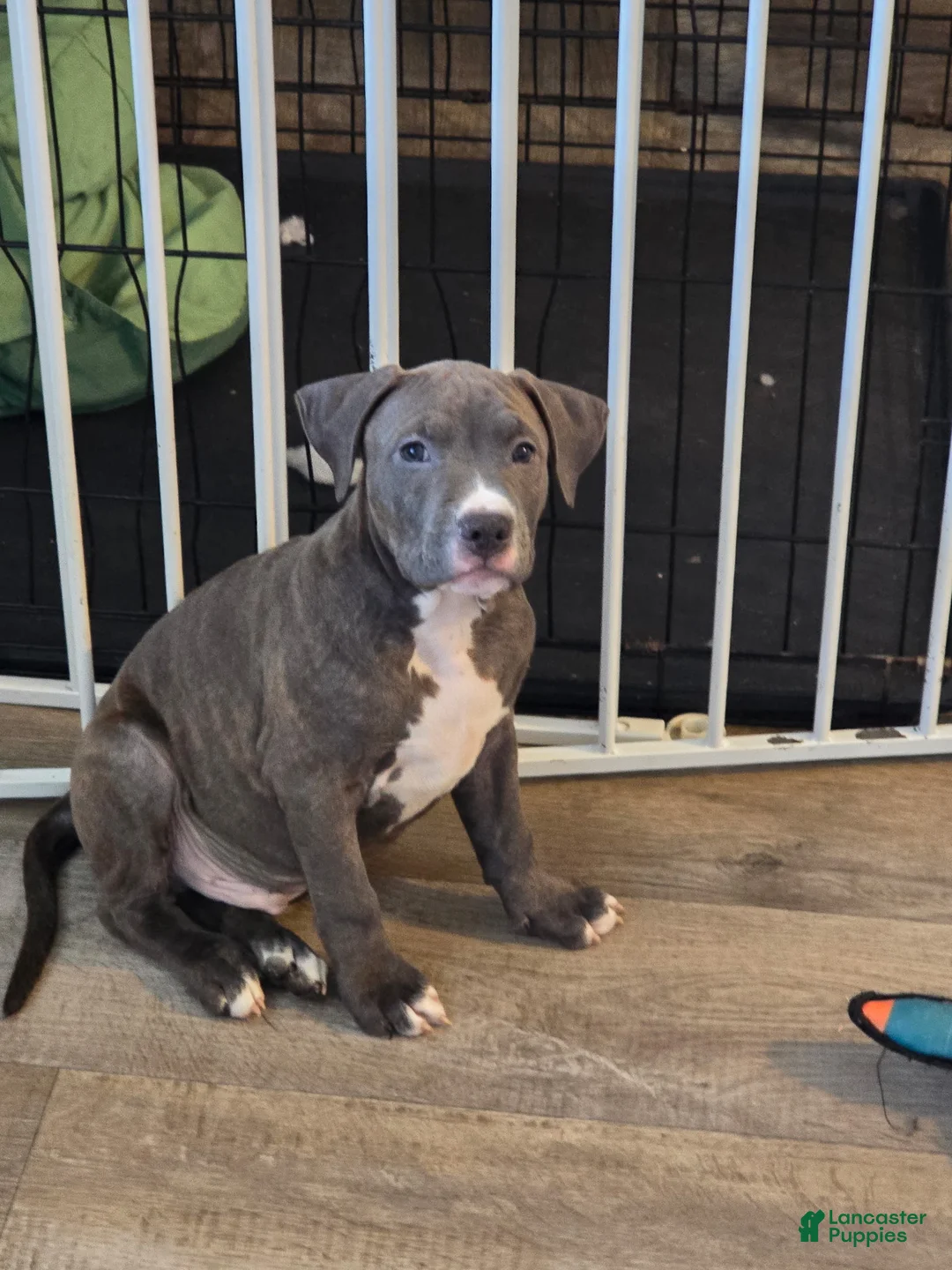 American Pit Bull Terrier dogs for sale: Benji - Ad 2