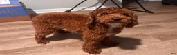 Toy Poodle dogs for sale: Scooby - Ad 2