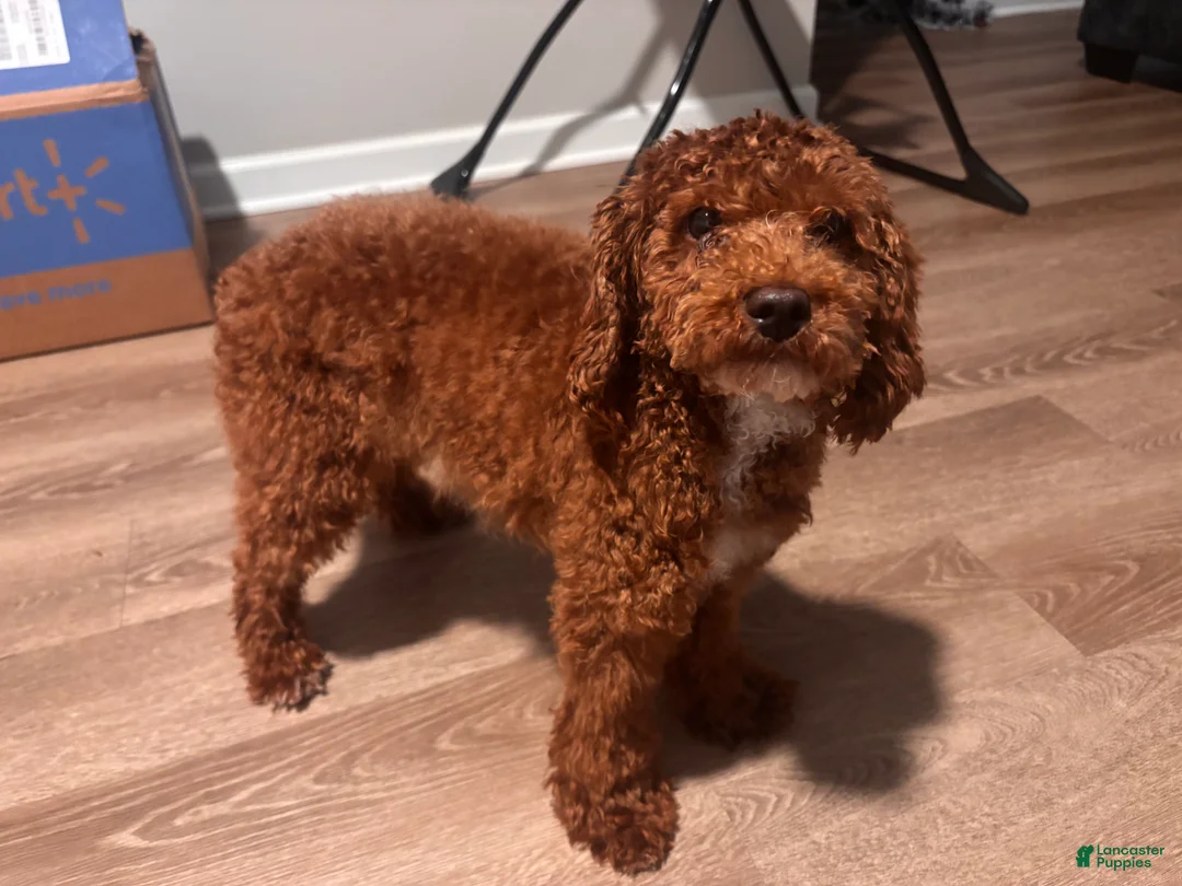 Toy Poodle dogs for sale: Scooby - Ad 2