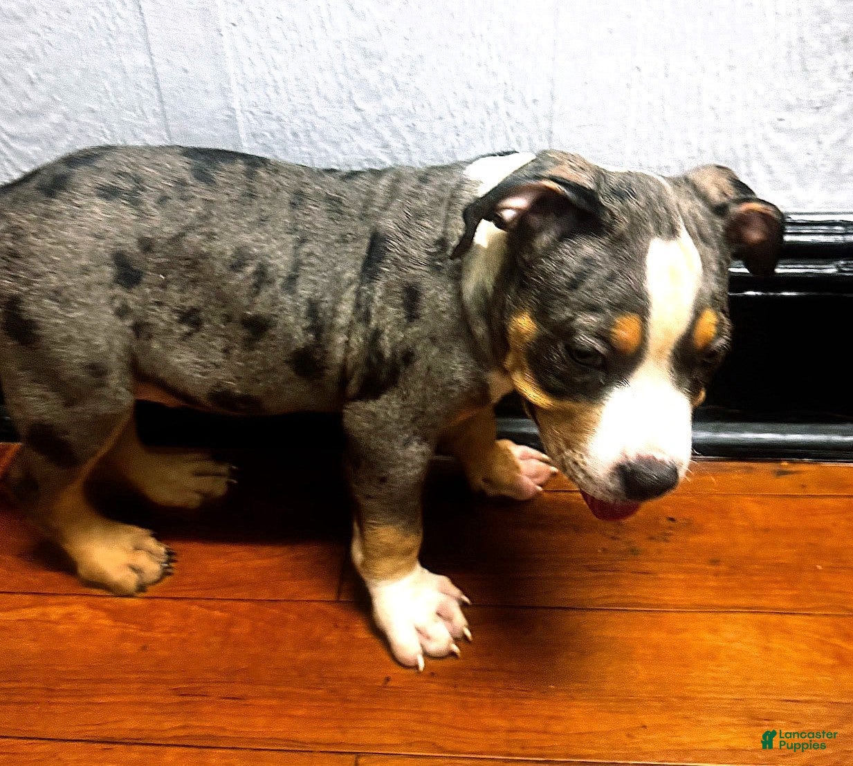 American Bully dogs "LUDACRIS" BLUE MERLE TRI COLOR - Ad 27