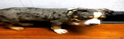 American Bully dogs for sale: "LUDACRIS" BLUE MERLE TRI COLOR - Ad 1