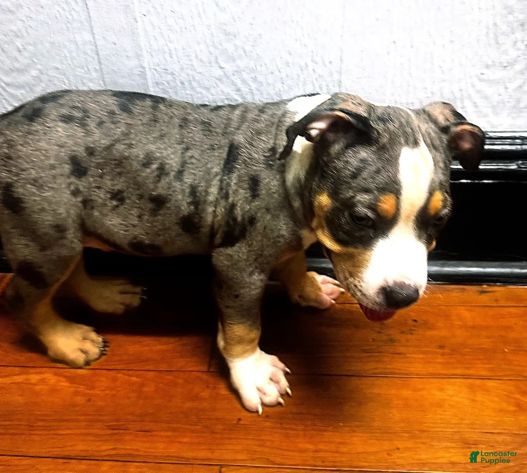 American Bully dogs for sale: "LUDACRIS" BLUE MERLE TRI COLOR - Ad 1