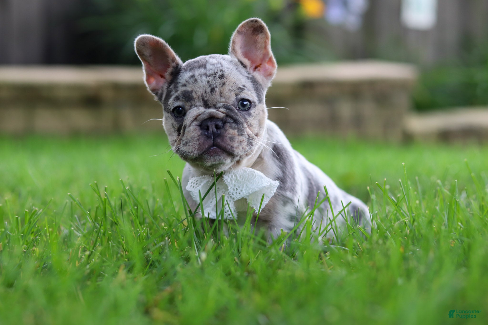 French Bulldog dogs Leah - Ad 2