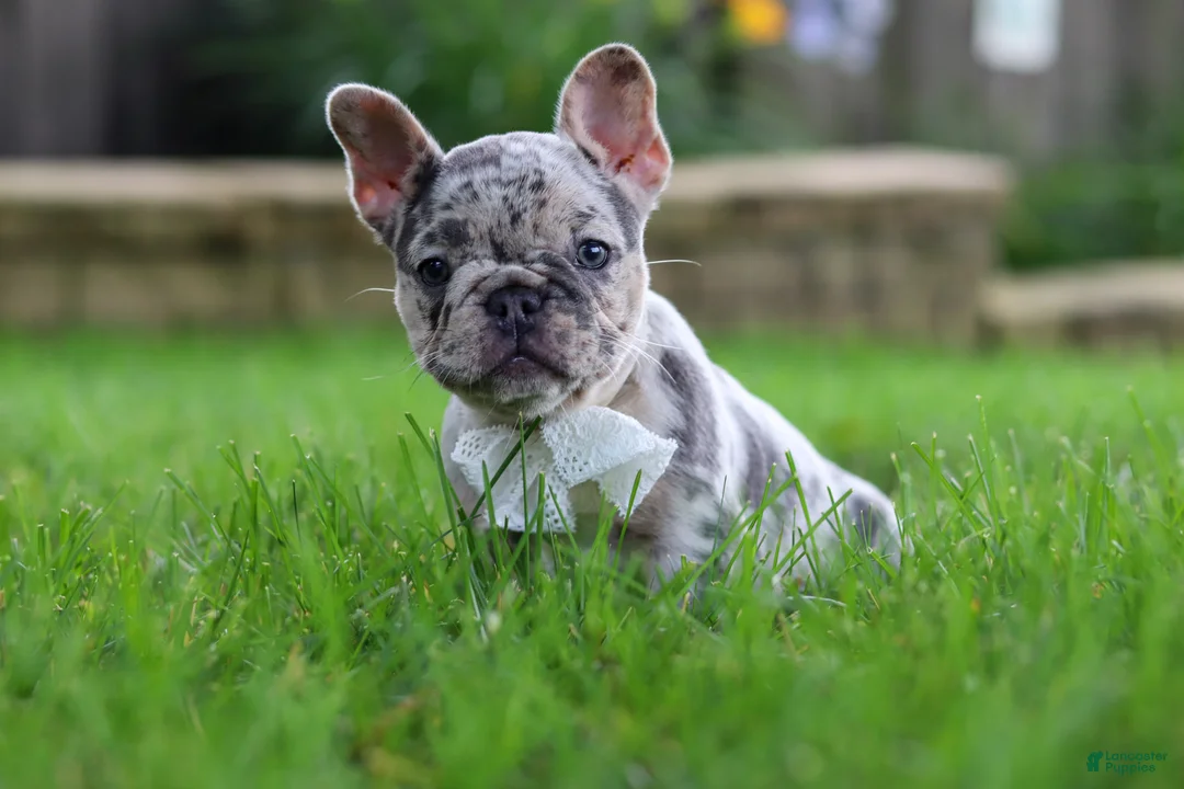 French Bulldog dogs for sale: Leah - Ad 2