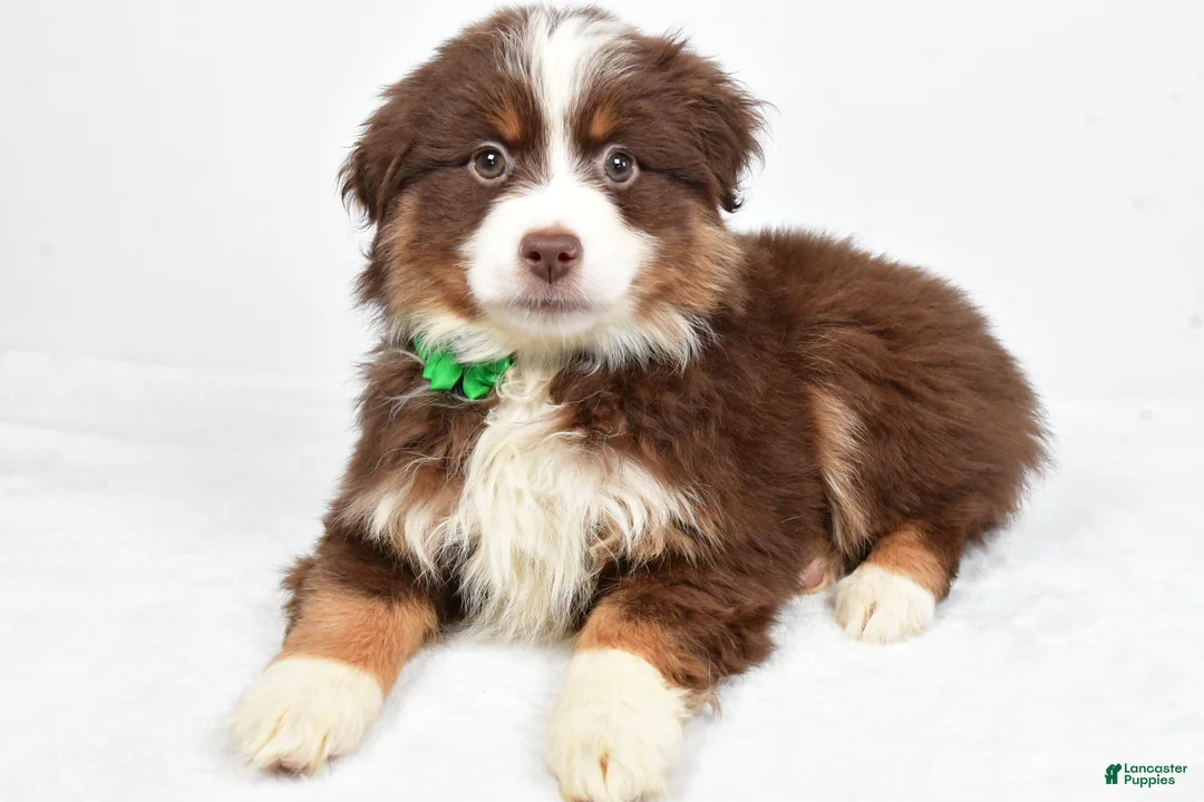 Miniature Australian Shepherd dogs for sale: Rebekah - Ad 5